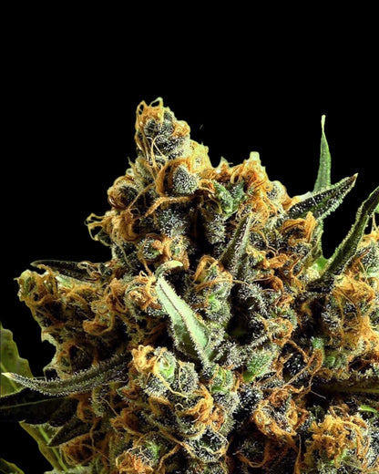 Ripper Seeds Criminal Plus feminisierte Samen Makroaufnahme