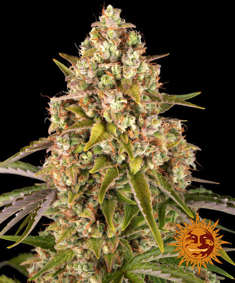 Barneys Farm - Critical Kush AUTOFLOWER