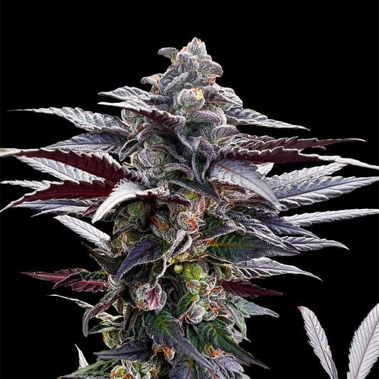 Pink Sunset Samen von Silent Seeds – 70 % Indica, feminisierte Cannabissorte mit cremig-süßem Aroma, hoher Potenz und beeindruckenden Erträgen.