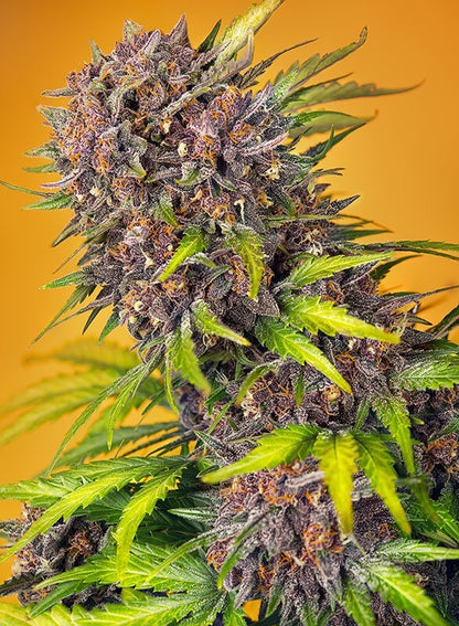 Diablo Rojo XL Auto von Sweet Seeds