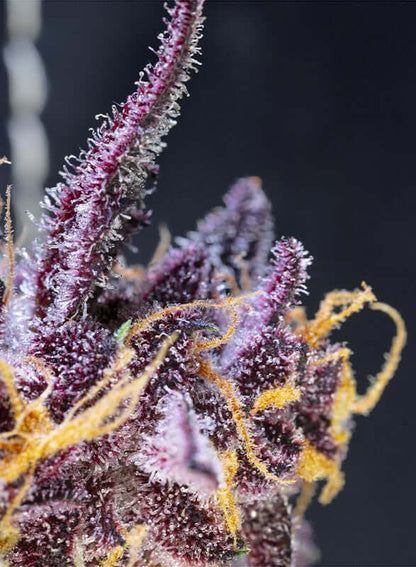 Diablo Rojo XL Auto rote Blüten