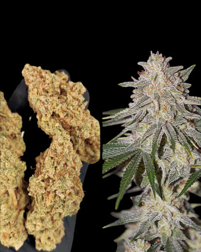 Glueberry OG FEMINISIERT