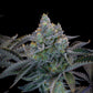 FastBuds - Gorilla Cookies FF FEMINISIERT