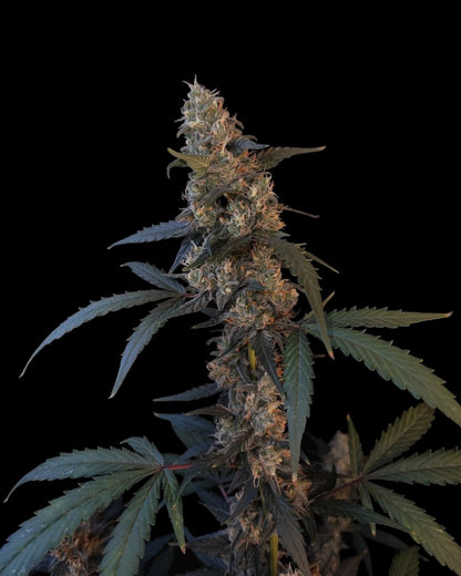 BubbleGum AUTOFLOWER – Fast Buds – Pief-Leaf®
