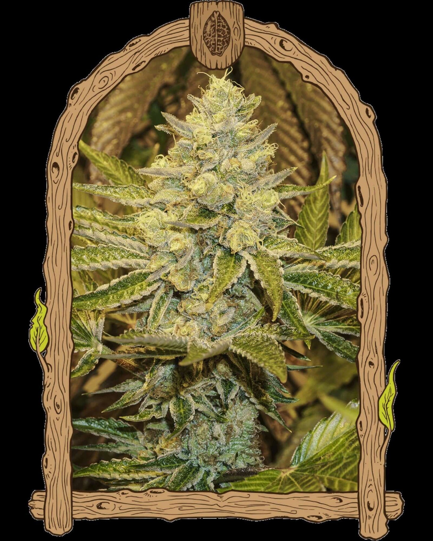 Exotic Animal Feminisiert Samen von Exotic Seed