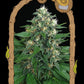 Exotic Seed - EXOTIC THAI - FEMINISIERT