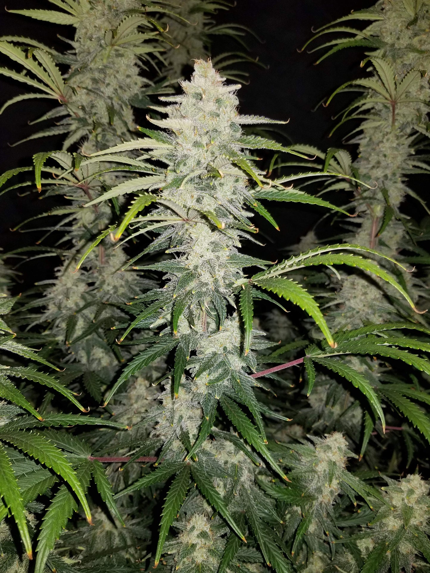 FastBuds - Blue Dream AUTOFLOWER