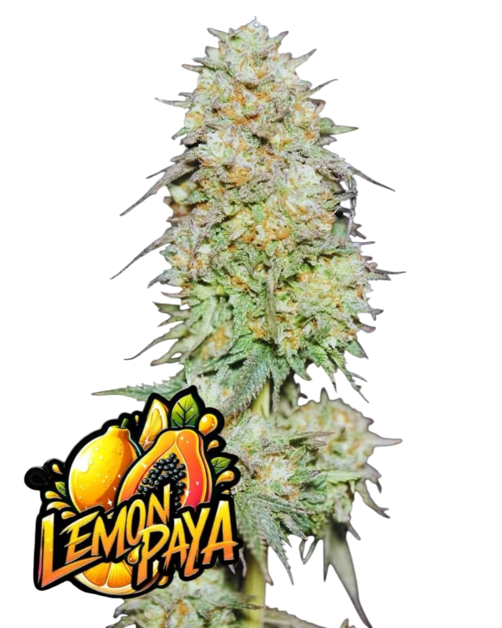 LemonPaya – feminisierte Sorte mit bis zu 29 % THC – cremig-zitroniger Geschmack – tropisch & harzreich – Fast Buds

