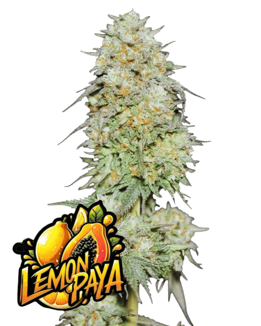 LemonPaya – feminisierte Sorte mit bis zu 29 % THC – cremig-zitroniger Geschmack – tropisch & harzreich – Fast Buds

