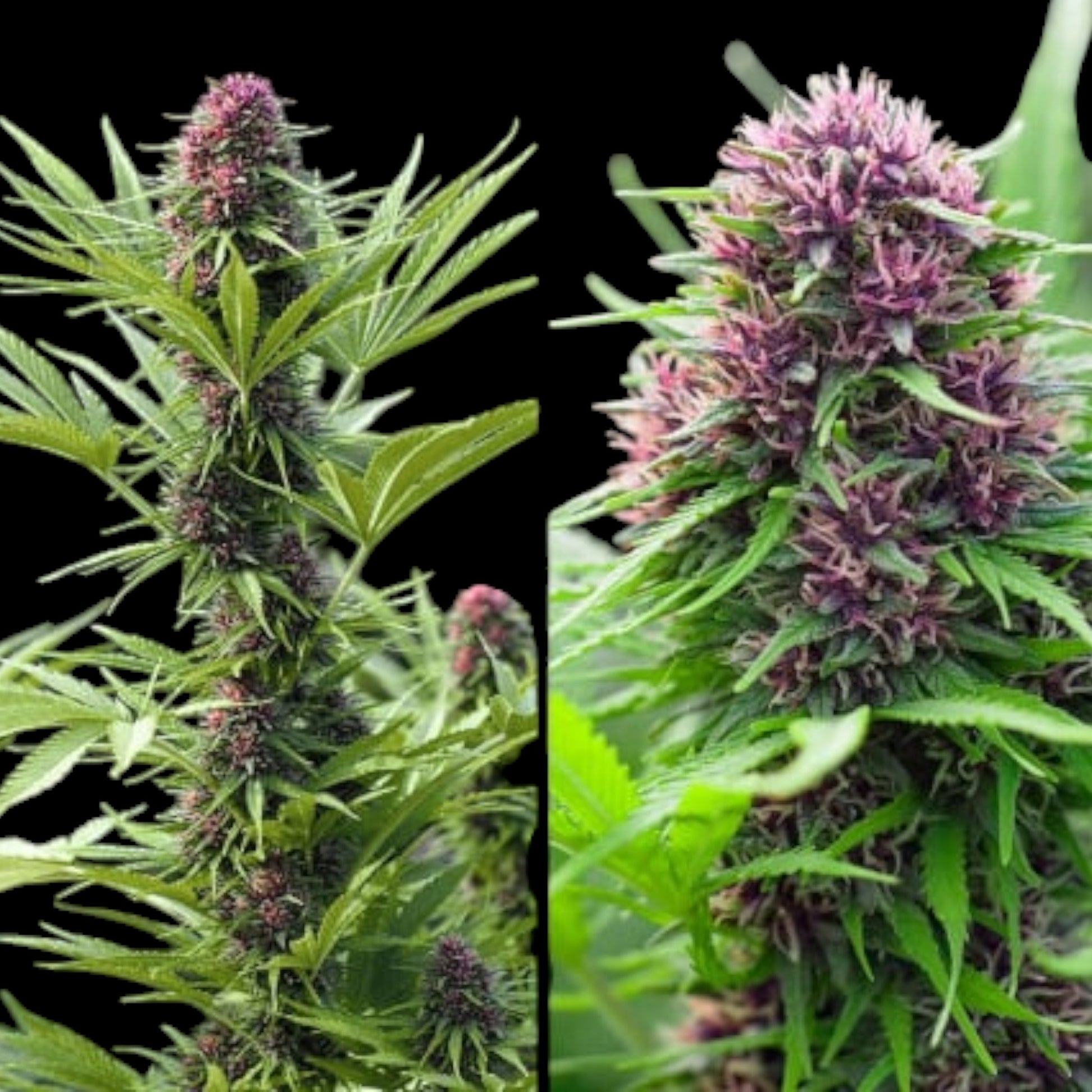 Frisian Dew® feminisierte Cannabis Samen von Dutch Passion