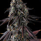 Compound Genetics FRUIT RIOT FEMINISIERT – Strawberry Bonanza x Grape Gas, 8-9 Wochen Blüte, fruchtig & gasig