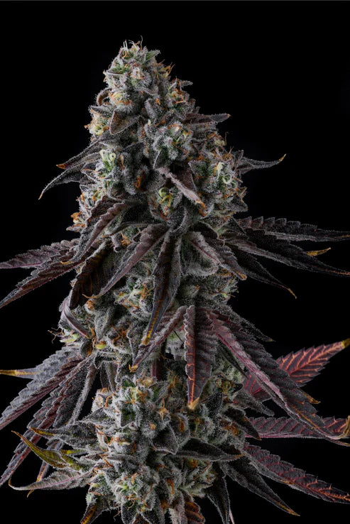 Compound Genetics FRUIT RIOT FEMINISIERT – Strawberry Bonanza x Grape Gas, 8-9 Wochen Blüte, fruchtig & gasig