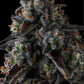 Compound Genetics FRUIT RIOT FEMINISIERT – Strawberry Bonanza x Grape Gas, 8-9 Wochen Blüte, fruchtig & gasig