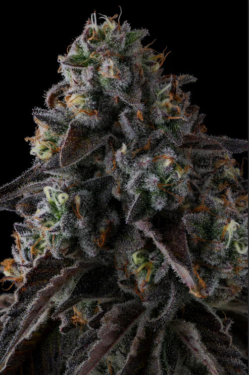 Compound Genetics FRUIT RIOT FEMINISIERT – Strawberry Bonanza x Grape Gas, 8-9 Wochen Blüte, fruchtig & gasig