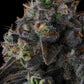 Compound Genetics FRUIT RIOT FEMINISIERT – Strawberry Bonanza x Grape Gas, 8-9 Wochen Blüte, fruchtig & gasig