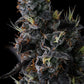 Compound Genetics – GIGGIN' GRAPES - FEMINISIERT