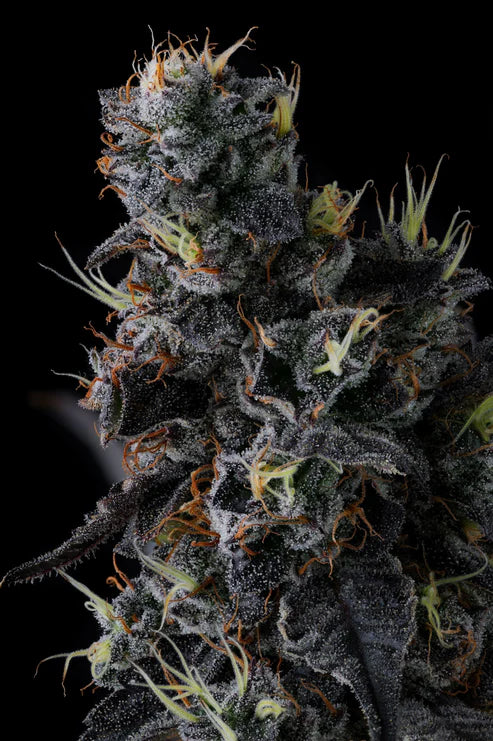 Compound Genetics – GIGGIN' GRAPES - FEMINISIERT