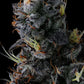 Giggin’ Grapes feminisierte Samen – Compound Genetics, Red Pop x Grape Gas, 8-9 Wochen Blüte, rote Früchte & Gas
