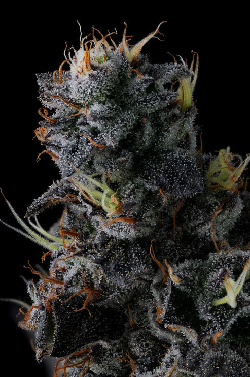 Giggin’ Grapes feminisierte Samen – Compound Genetics, Red Pop x Grape Gas, 8-9 Wochen Blüte, rote Früchte & Gas
