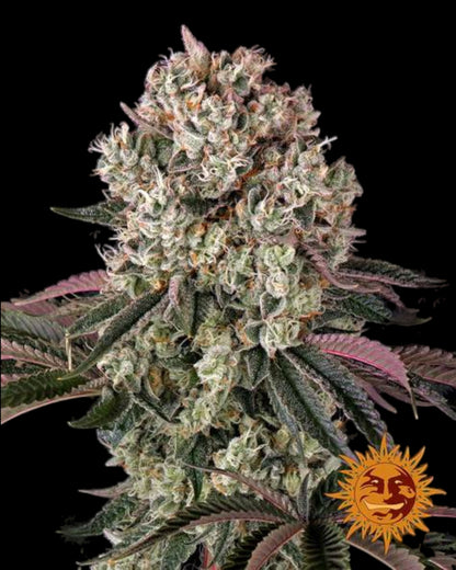 Glookies Cannabissamen – Gorilla Glue x Thin Mint Cookies Hybrid