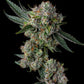 Compound Genetics - Glue 31 Cannabissamen, GG4 x Joker #31, hohes Ertragspotential, dominantes Gas-Aroma