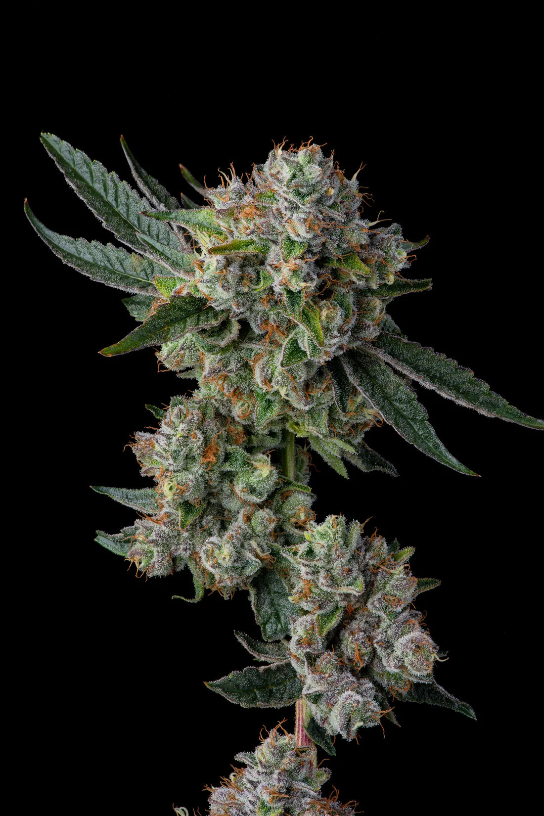 Compound Genetics - Glue 31 Cannabissamen, GG4 x Joker #31, hohes Ertragspotential, dominantes Gas-Aroma