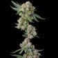 Compound Genetics - Glue 31 feminisierte Samen, GG4 x Joker #31, starke Harzbildung, 8-9 Wochen Blütezeit