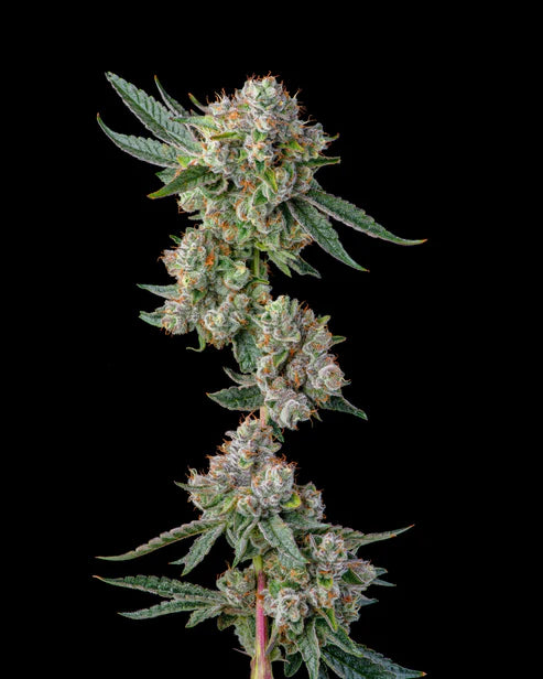 Compound Genetics - Glue 31 feminisierte Samen, GG4 x Joker #31, starke Harzbildung, 8-9 Wochen Blütezeit