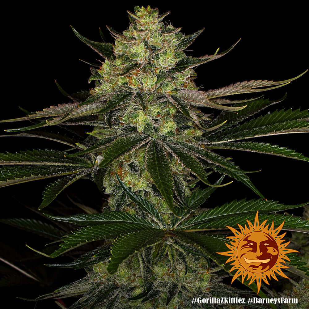 Gorilla Zkittlez feminisierte Samen Barney’s Farm