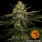 Barneys Farm - Gorilla Zkittlez FEMINISIERT