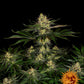 Barneys Farm - Gorilla Zkittlez FEMINISIERT