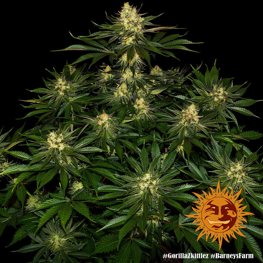 Barneys Farm - Gorilla Zkittlez FEMINISIERT