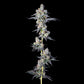 Compound Genetics – HAWAIIAN SKUNKIST - FEMINISIERT