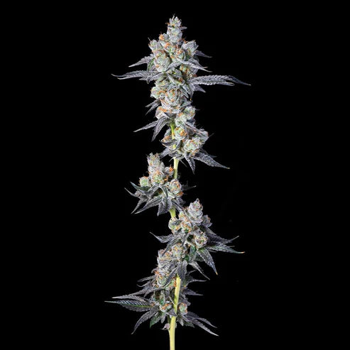 Compound Genetics – HAWAIIAN SKUNKIST - FEMINISIERT