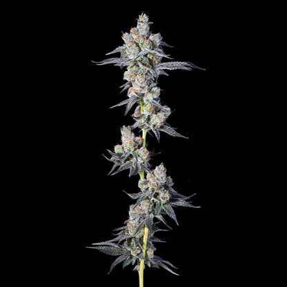 Hawaiian Sunkist kurze Blütezeit und hoher Ertrag – Pief-Leaf®