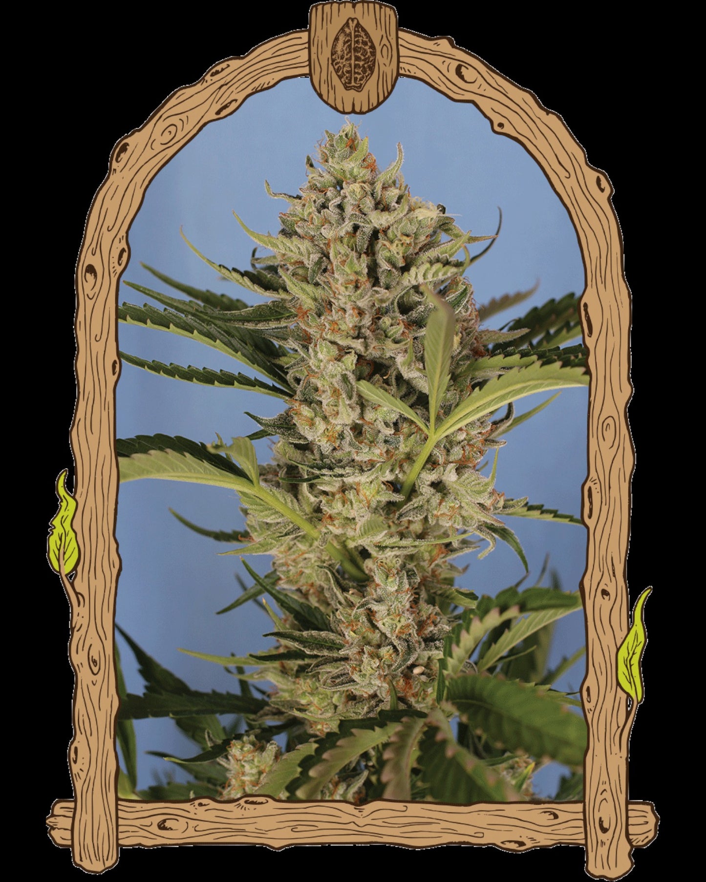 HERZ OG Autoflower Cannabissamen mit OG-Genetik