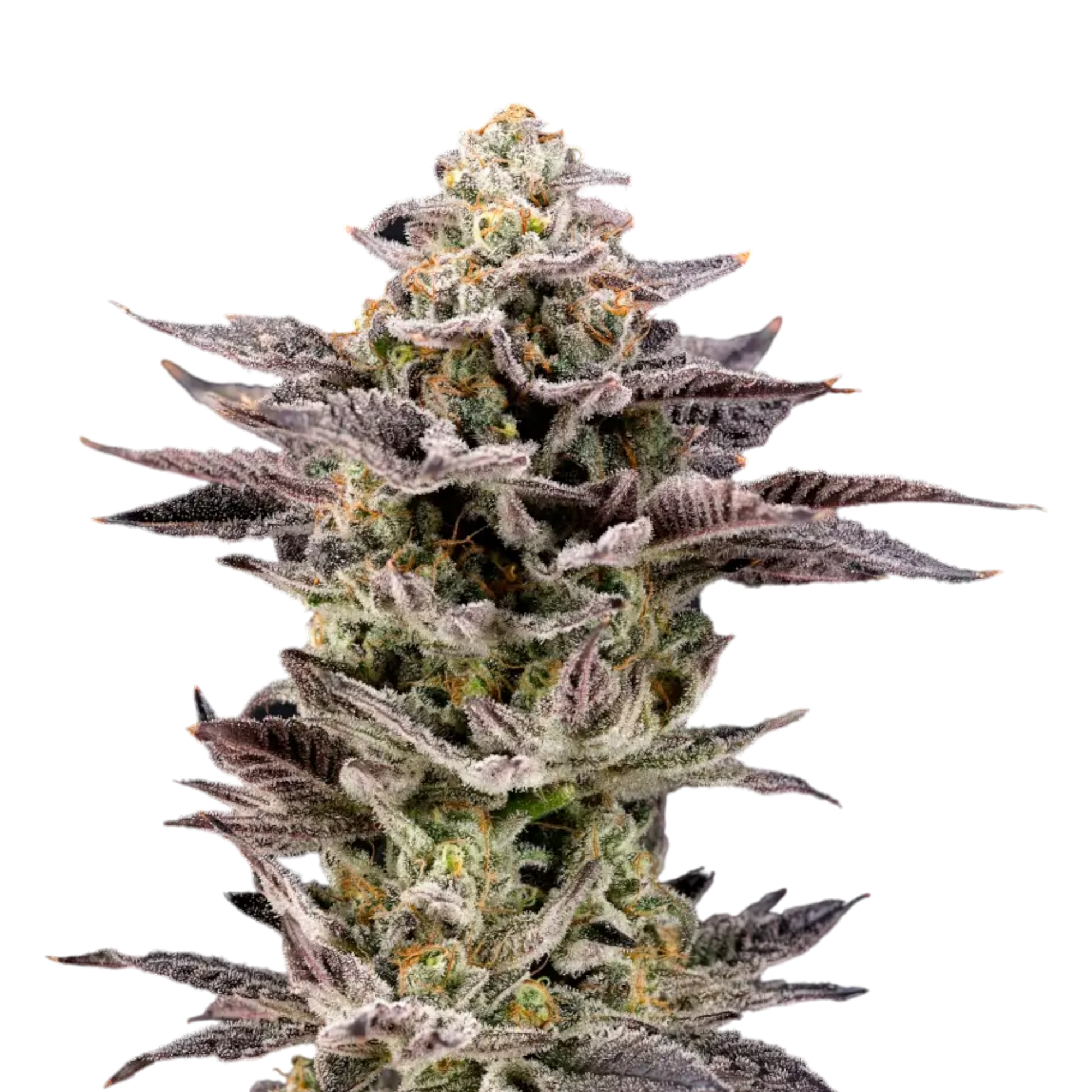 Nine Weeks Harvest HOT WHEELZ