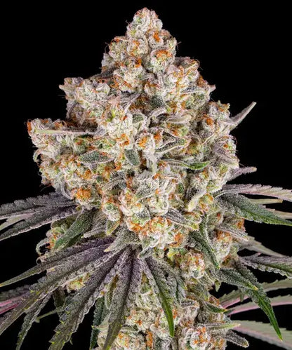 Barneys Farm Ice Cream Cake feminisierte Cannabissamen