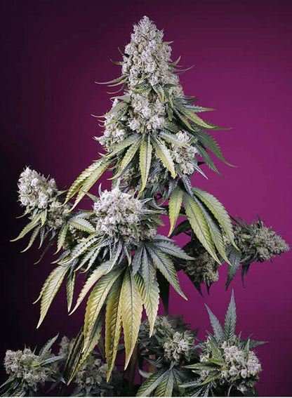 Jealousy Z XL Auto von Sweet Seeds