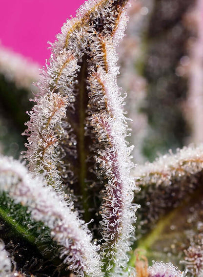 Jealousy Z XL Auto Blüte mit Trichomen