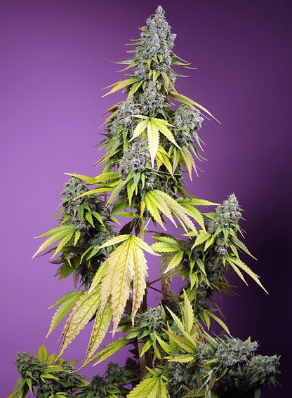 Jet Fuel Mandarine XL Auto von Sweet Seeds