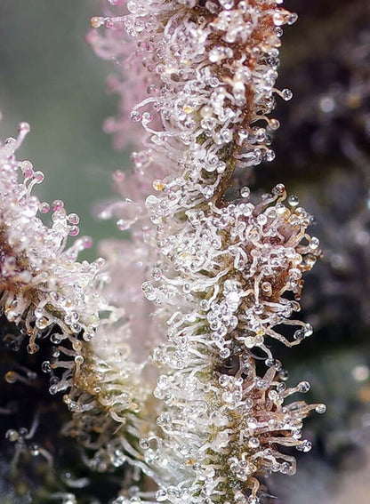 Jet Fuel Mandarine XL Auto Blüte