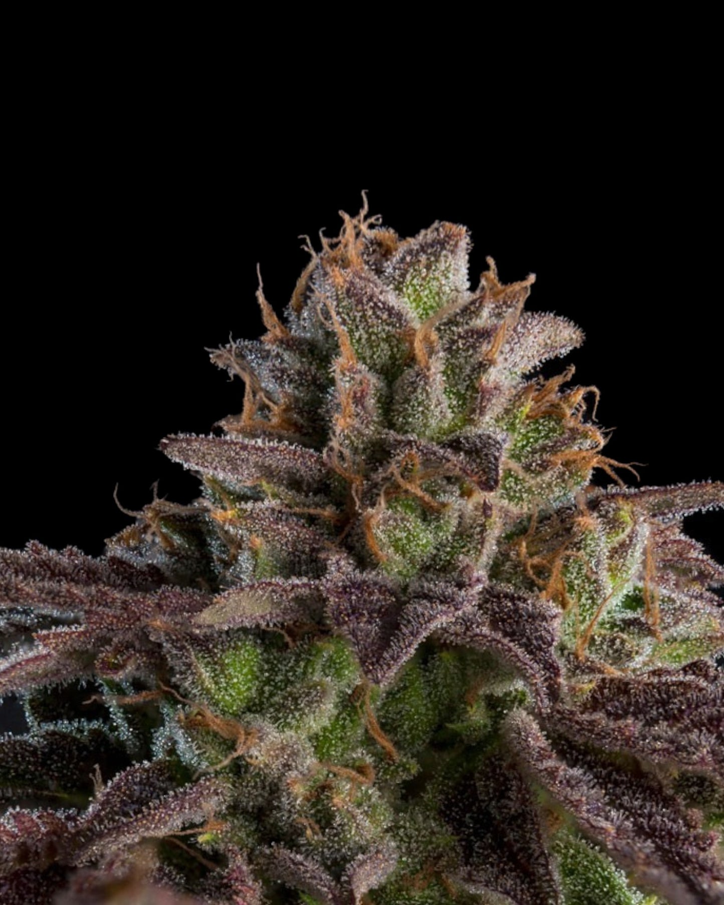 Ripper Seeds - K-MINTZ - Feminsiert