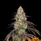 Barneys Farm - Kush Mintz FEMINISIERT