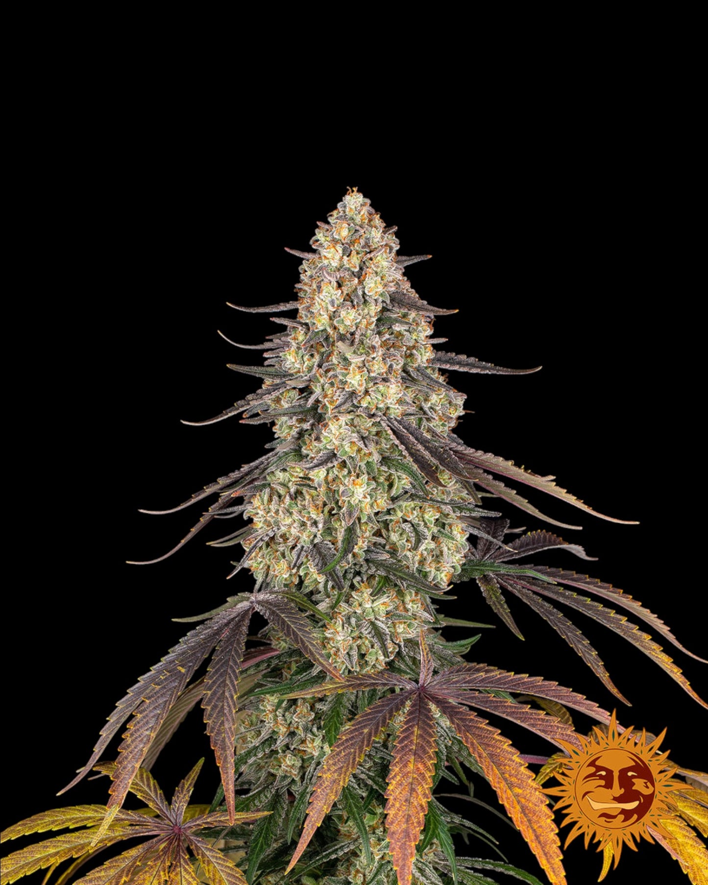 Barneys Farm - Kush Mintz FEMINISIERT