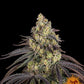 Barneys Farm - Kush Mintz FEMINISIERT