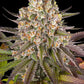 Limoncello Samen von Barney’s Farm – 80 % Sativa, feminisierte Cannabissorte mit intensivem Zitrus-Kirscharoma und hohen Erträgen.