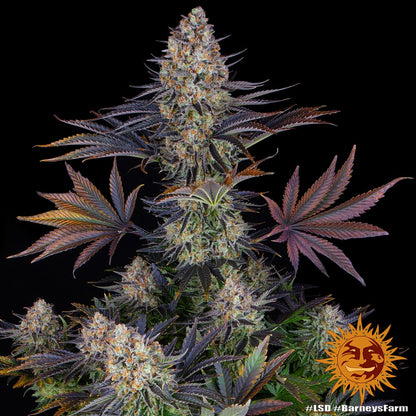 Barneys Farm LSD feminisierte Samen Nahaufnahme