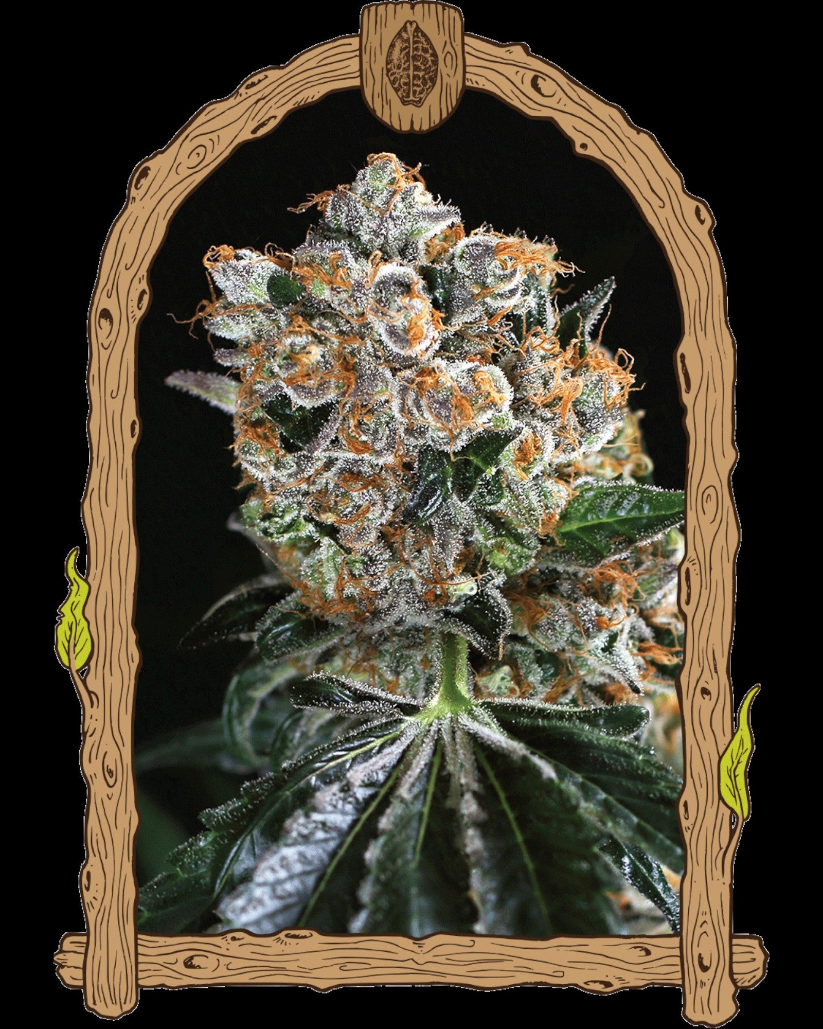 Exotic Seed Malasaña Cookies feminisierte Samen