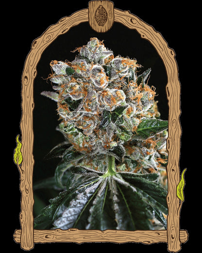 Exotic Seed Malasaña Cookies feminisierte Samen